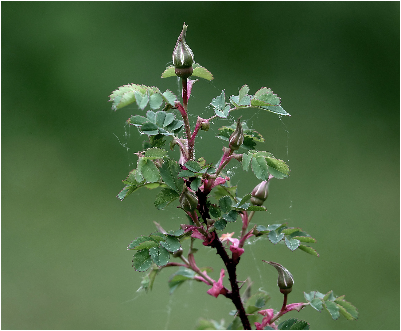 Изображение особи Rosa spinosissima.