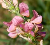 Onobrychis viciifolia