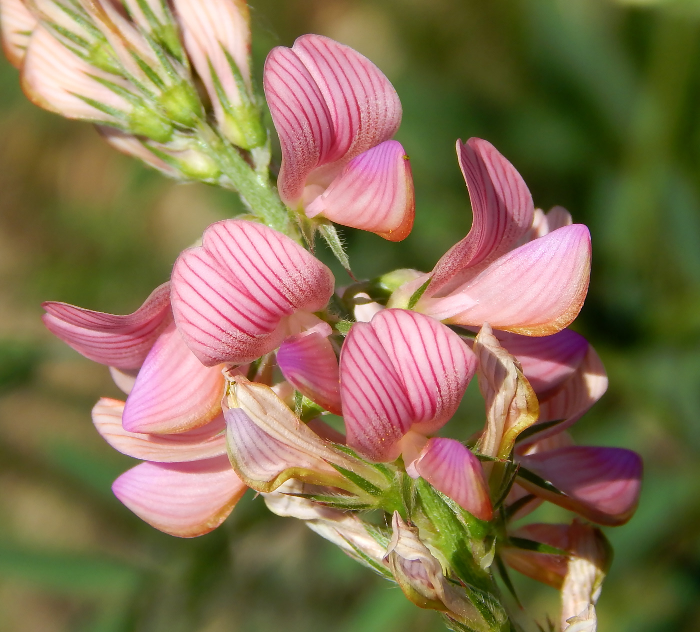 Изображение особи Onobrychis viciifolia.