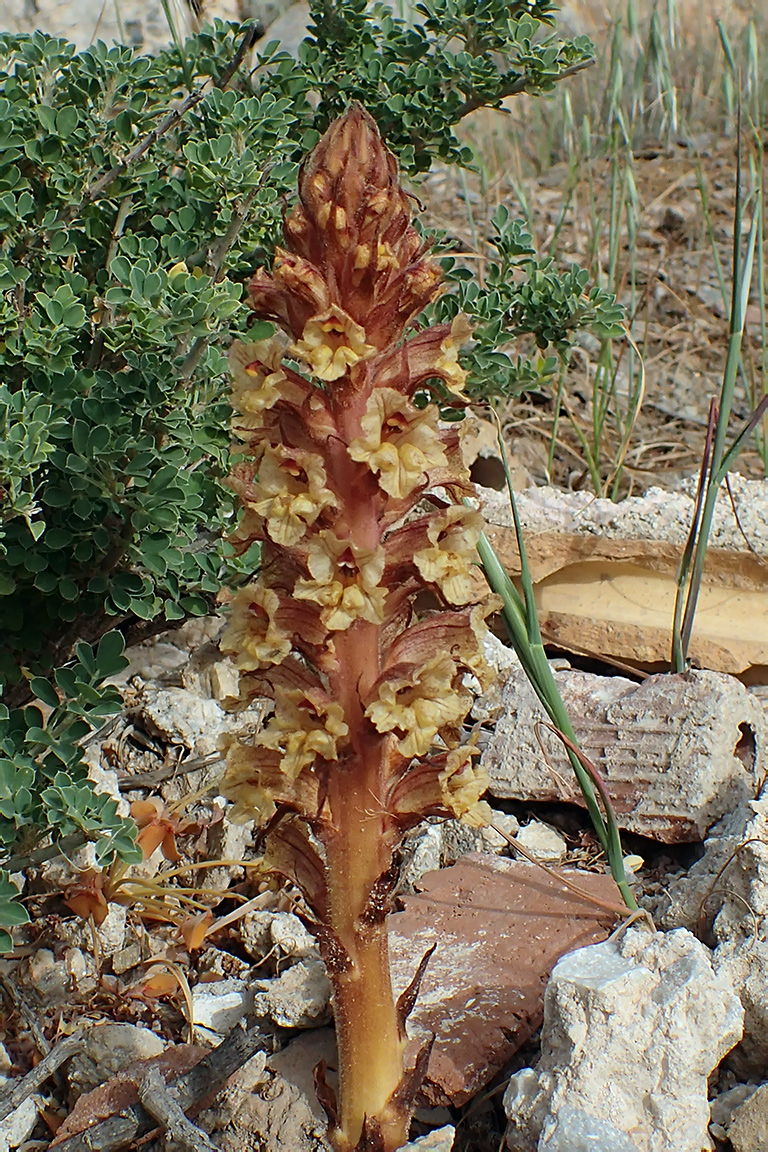 Image of Orobanche alba specimen.