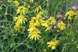 Senecio inaequidens