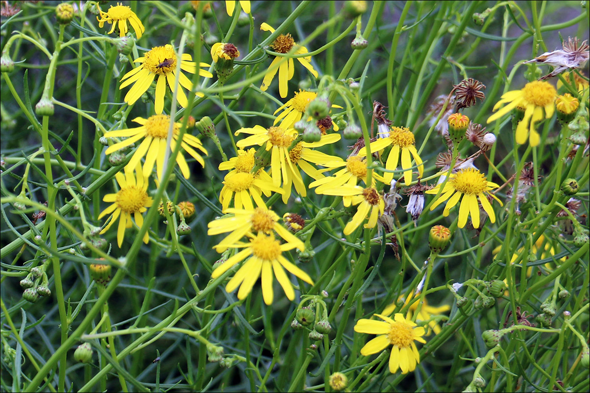 Изображение особи Senecio inaequidens.