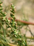 Artemisia campestris