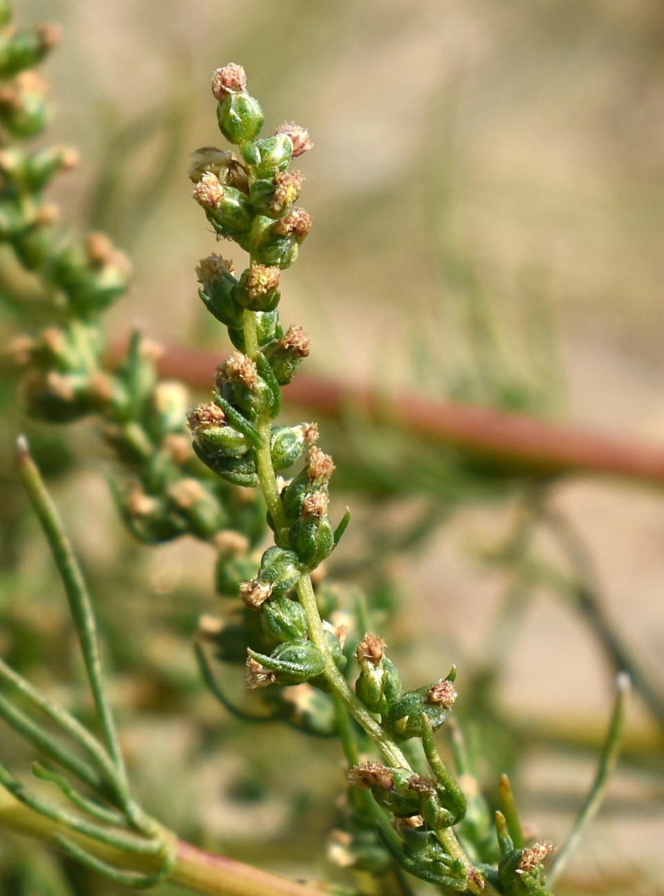 Изображение особи Artemisia campestris.