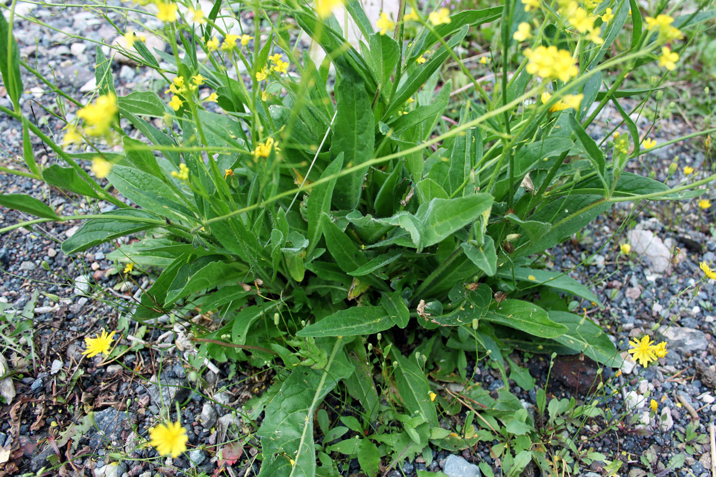 Изображение особи Bunias orientalis.