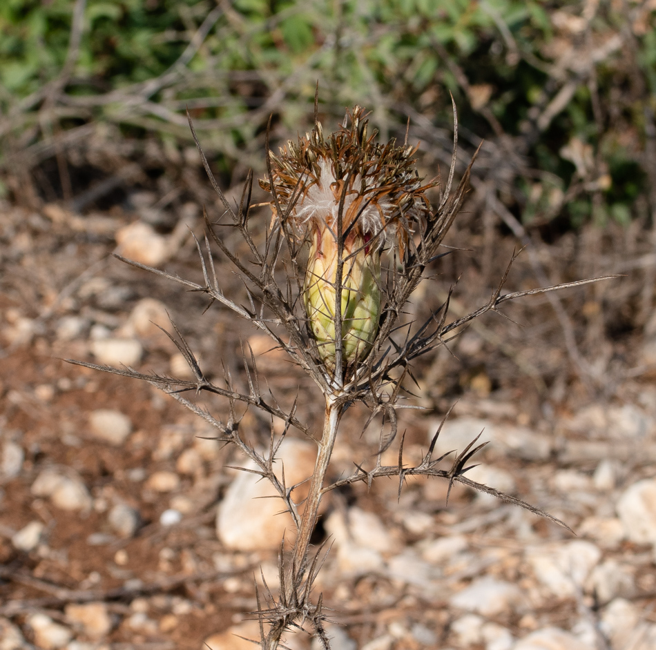 Image of Carlina comosa specimen.