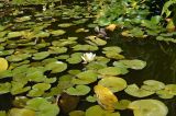 Nymphaea odorata