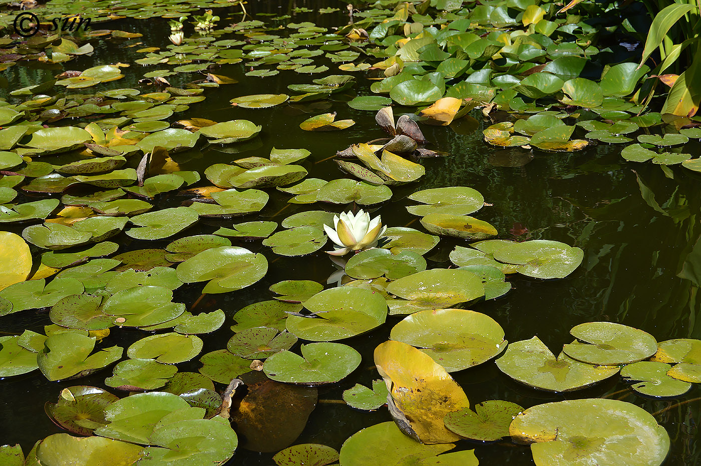 Image of Nymphaea odorata specimen.