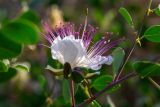 Capparis zoharyi