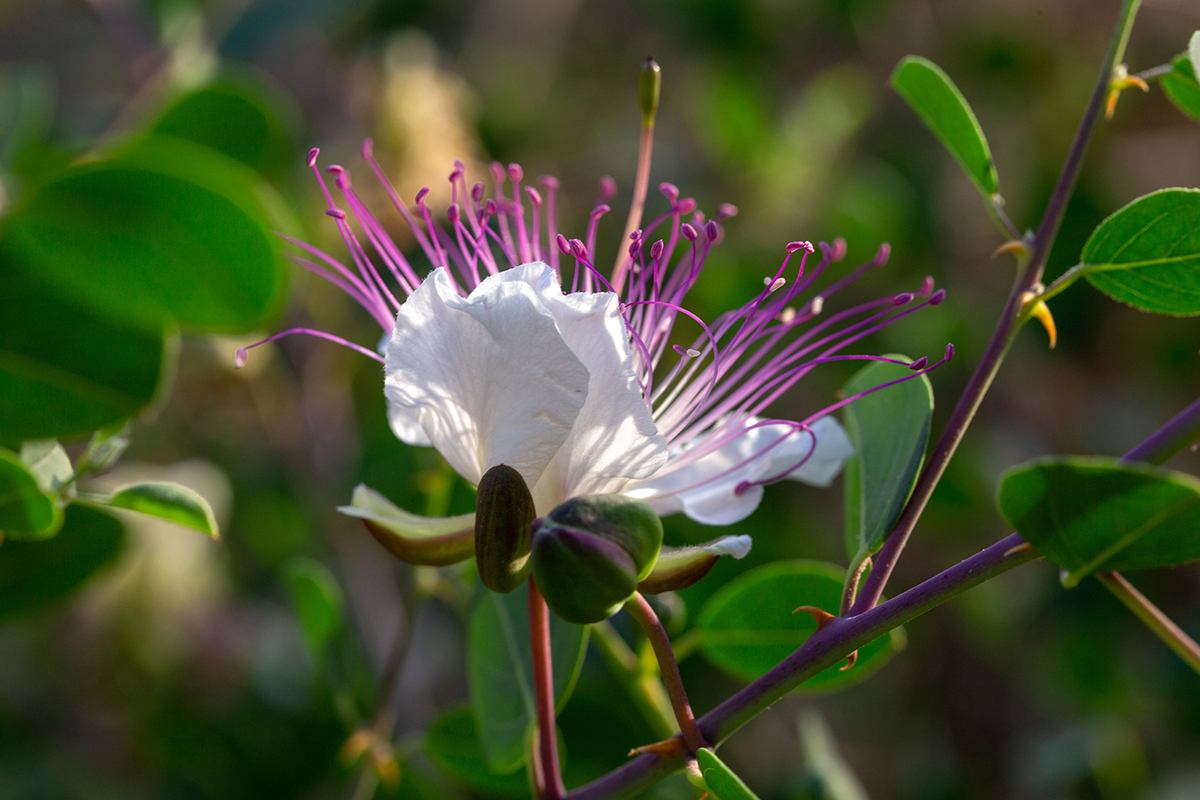 Image of Capparis zoharyi specimen.