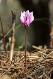 Cyclamen graecum. Цветущее растение. Греция, о-в Крит, ном Ханья (Νομός Χανίων), дим Колимвари (Δήμος Κολυμβαρίου), окр. деревни Афрата (Αφράτα), подпорная стенка в оливковой плантации. 14 октября 2021 г.