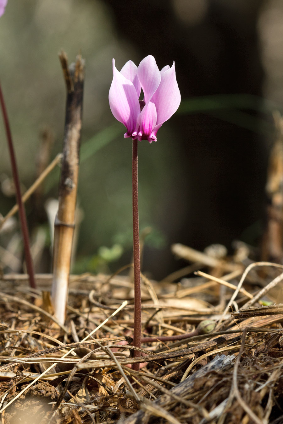 Image of Cyclamen graecum specimen.