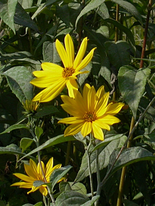 Изображение особи Helianthus tuberosus.