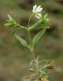 Cerastium longifolium. Цветущее растение. Азербайджан, Лерикский р-н, Зуванд. 12.04.2010.