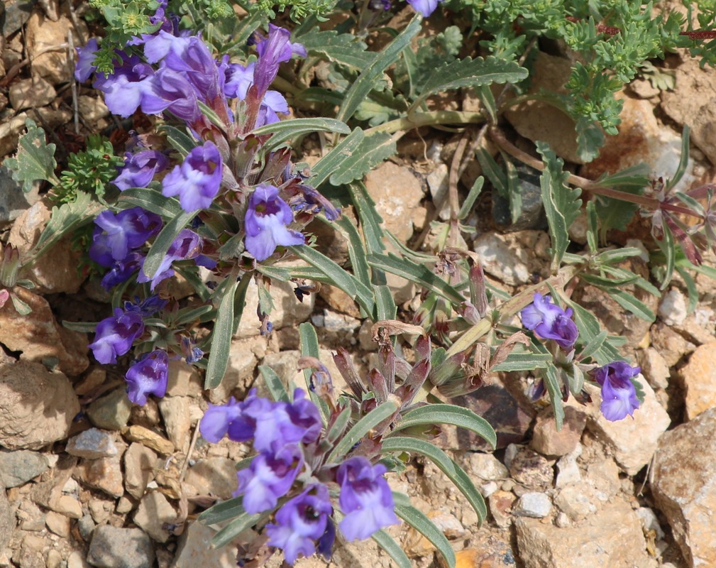 Image of Lallemantia canescens specimen.