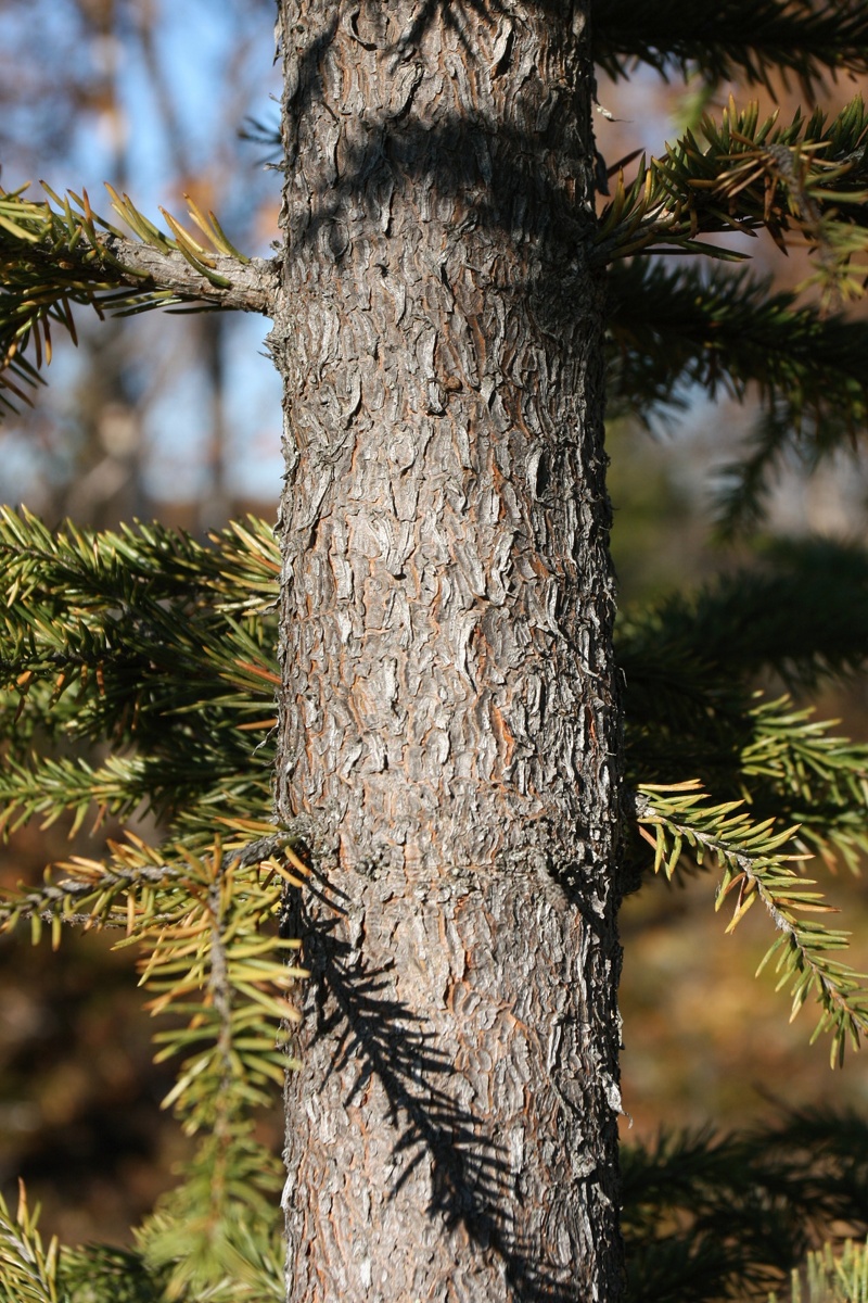 Изображение особи Picea obovata.