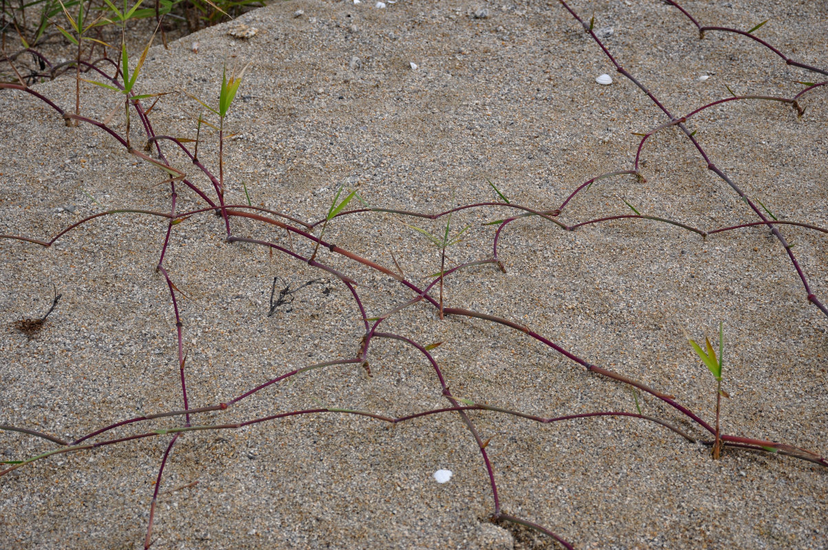 Image of familia Poaceae specimen.