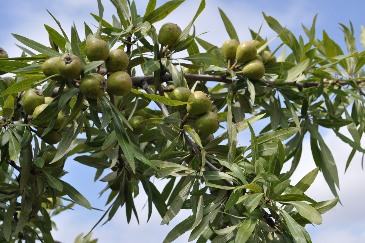 Image of Pyrus salicifolia specimen.