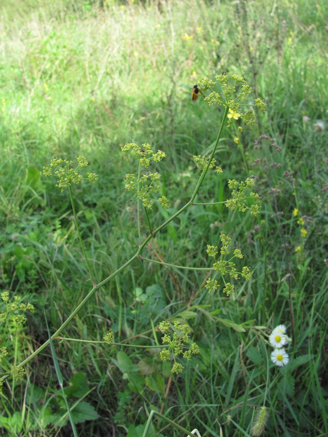 Изображение особи Xanthoselinum alsaticum.