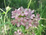 Anchusa ochroleuca