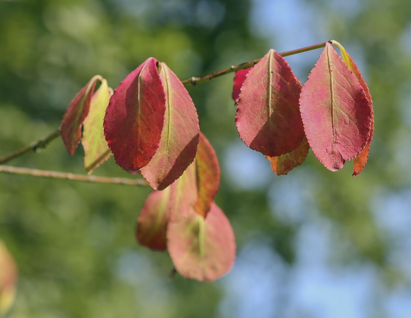 Изображение особи Euonymus alatus.