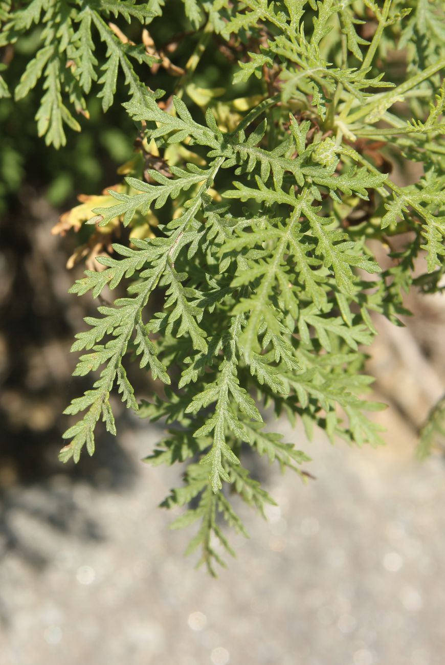 Image of Artemisia stechmanniana specimen.