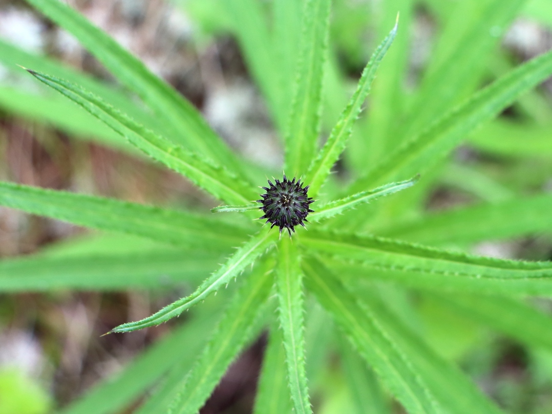 Image of Cirsium serratuloides specimen.