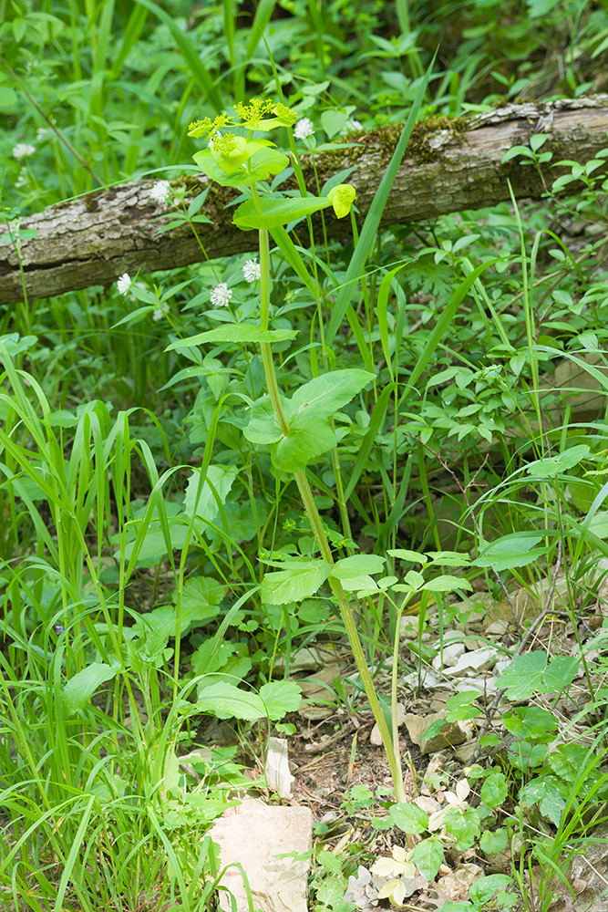 Изображение особи Smyrnium perfoliatum.