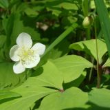Anemone udensis