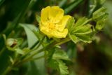 Potentilla reptans. Верхушка цветущего растения. Краснодарский край, Лазаревский р-н, мкр-н Дагомыс, гора Успенка, 110 м н.у.м., поляна. 12.06.2022.