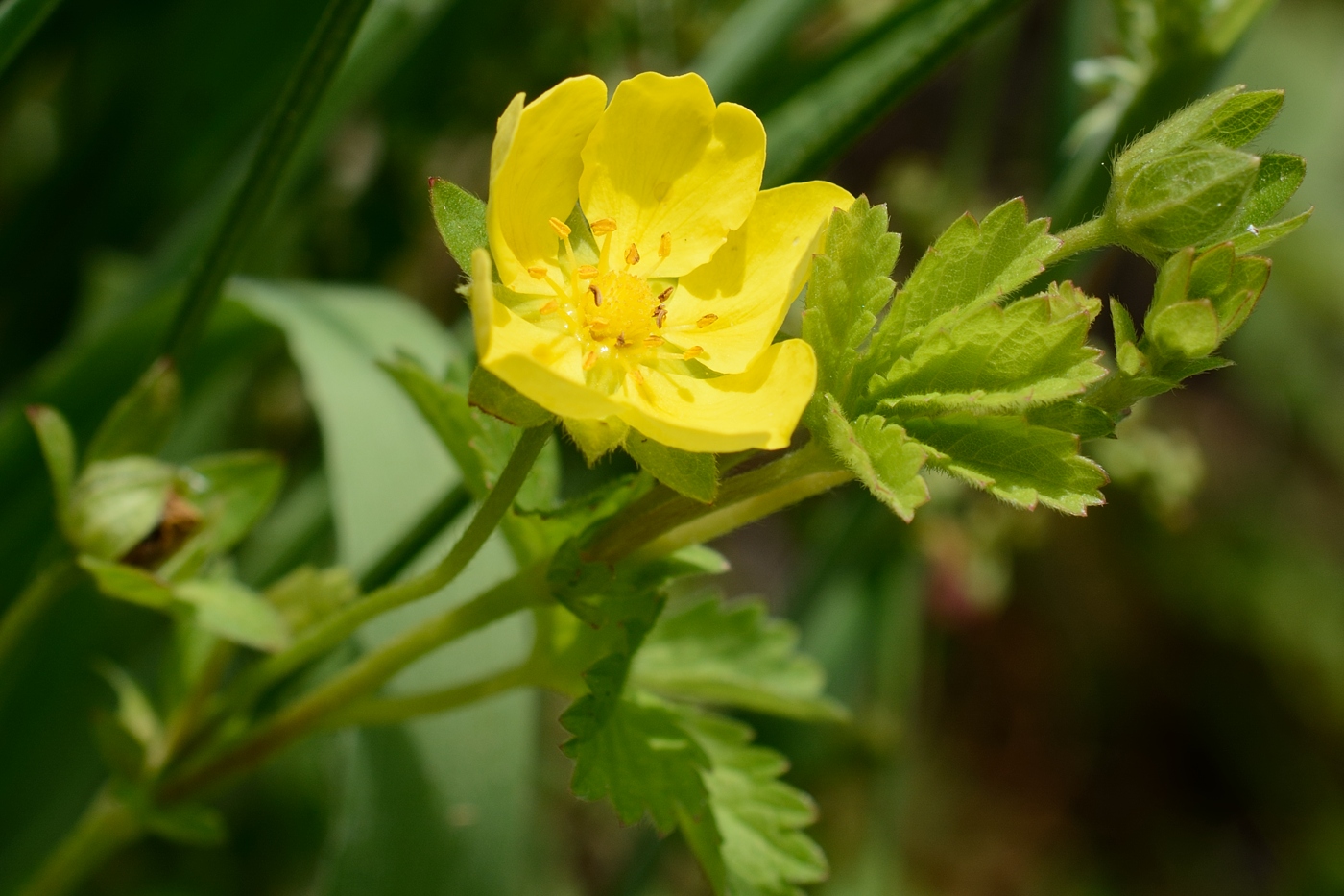 Изображение особи Potentilla reptans.