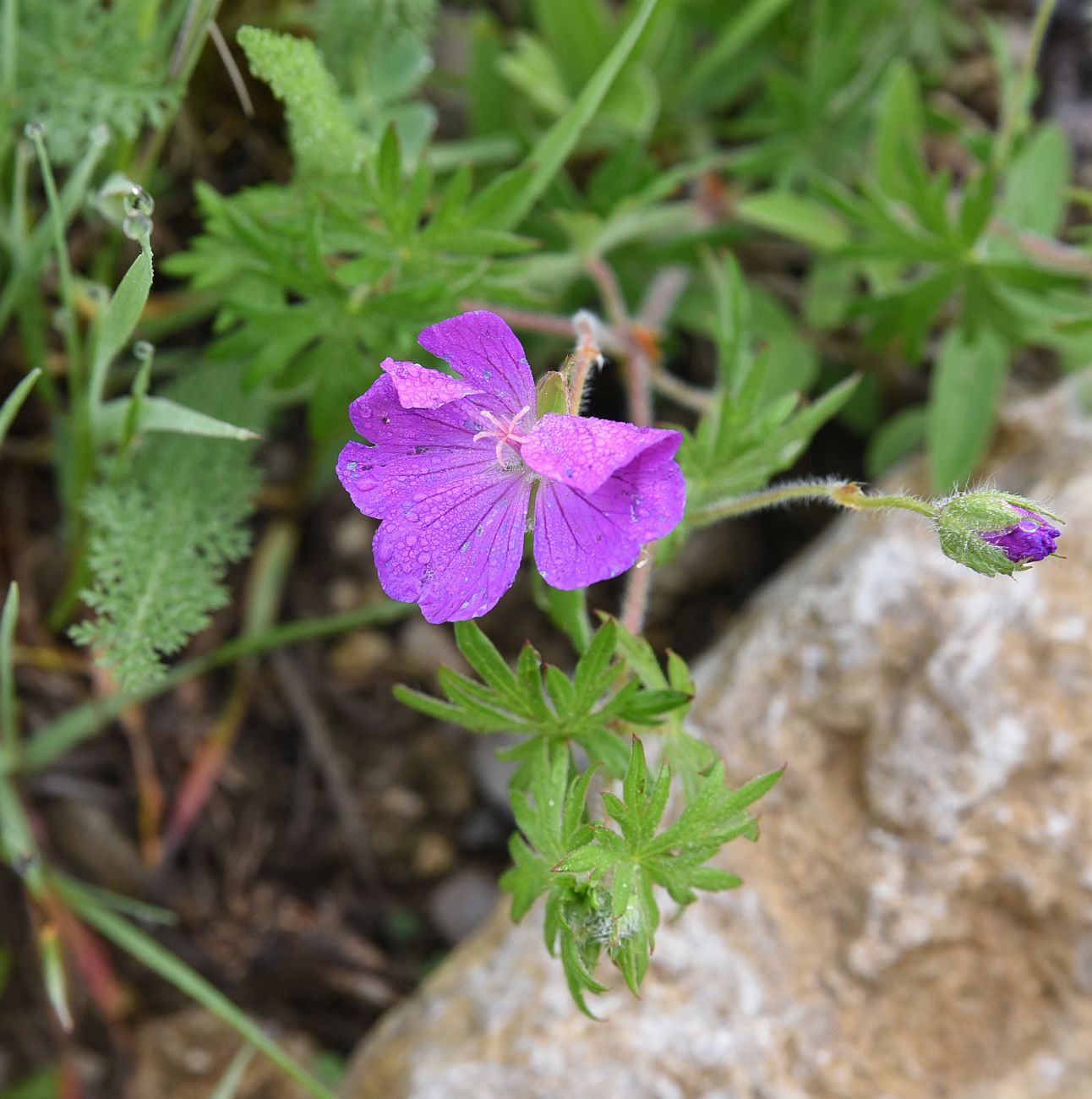 Image of Geranium sanguineum specimen.