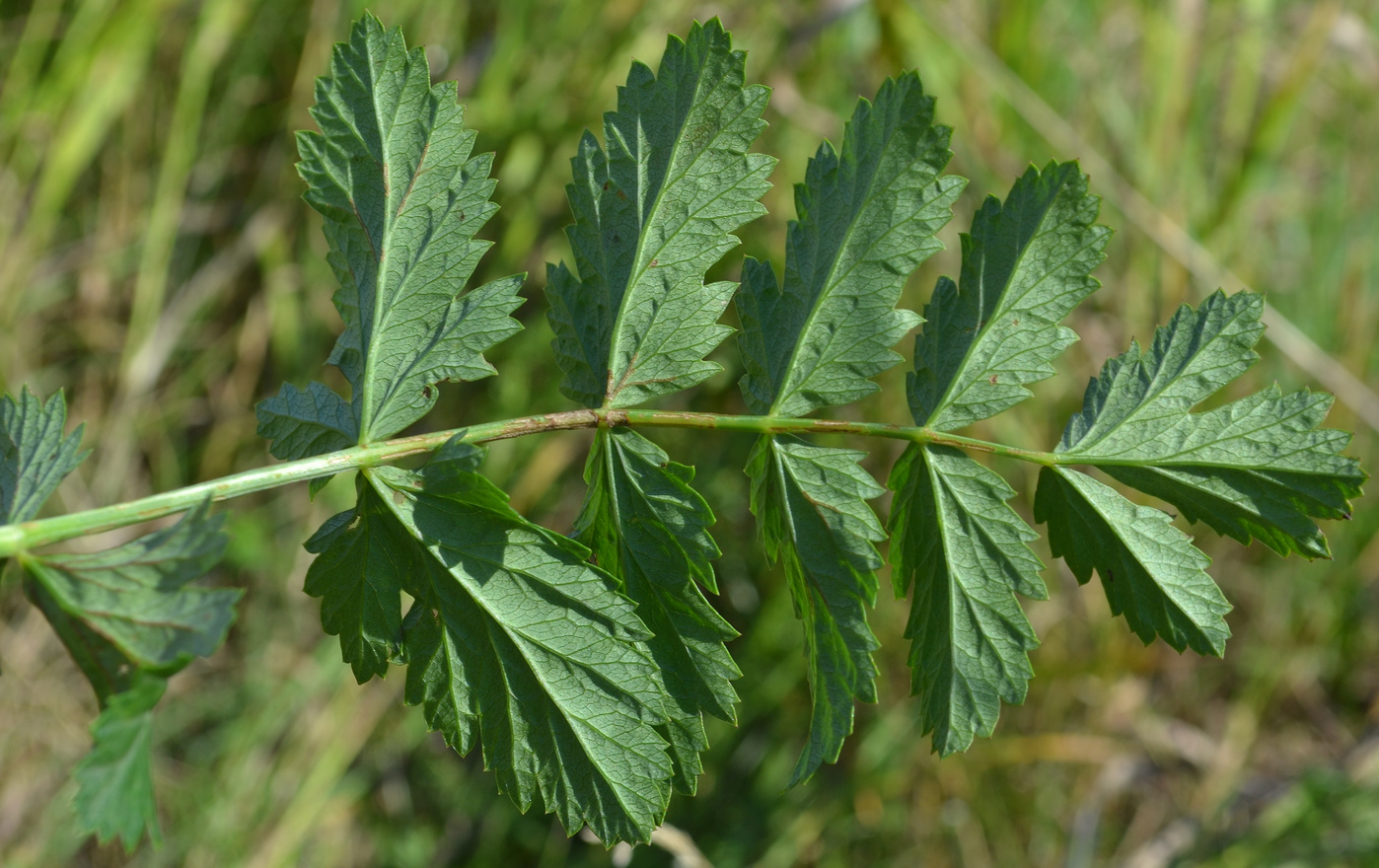 Image of Pimpinella saxifraga specimen.