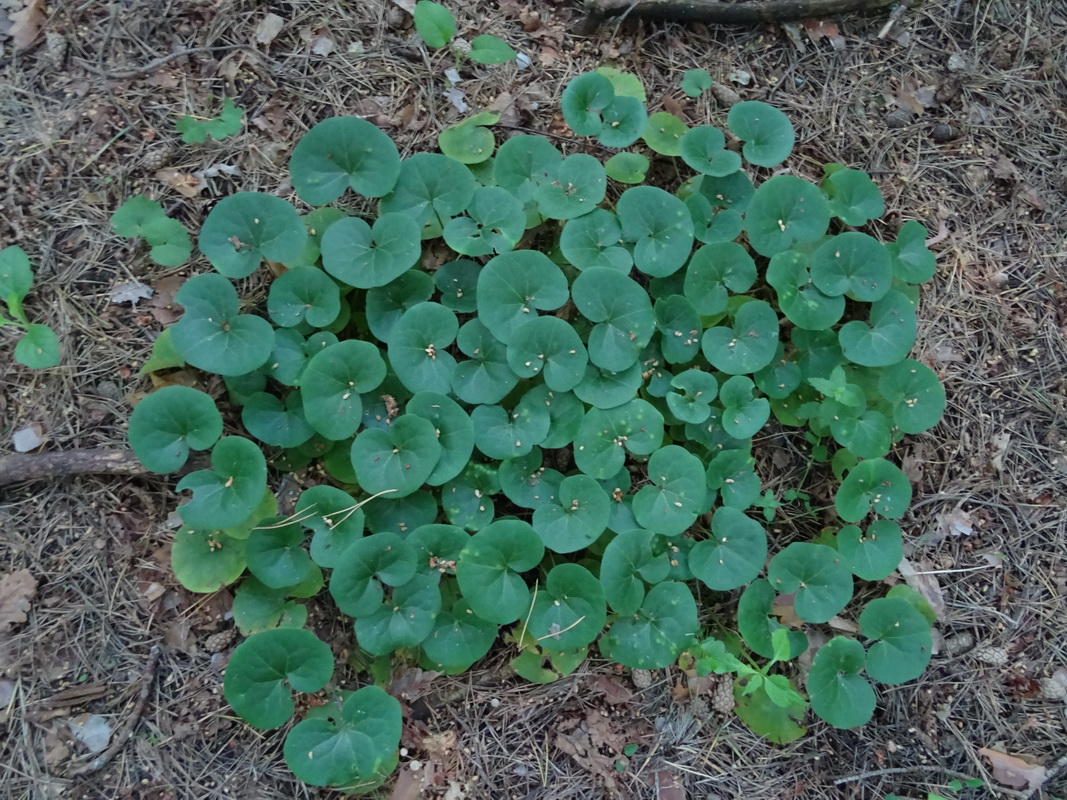 Изображение особи Asarum europaeum.