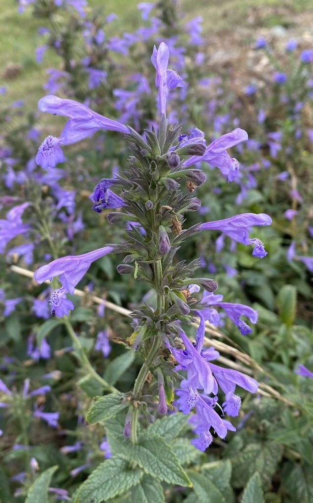 Image of Nepeta sibirica specimen.