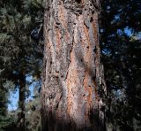 Pinus torreyana