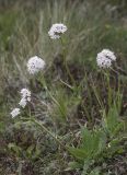 Valeriana alpestris. Цветущее растение. Кабардино-Балкария, Зольский р-н, северные склоны Эльбруса, окр. ур. Аэродром, выс. ок. 2650 м н.у.м., альпийский луг. 14.07.2022.