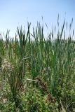 Typha latifolia