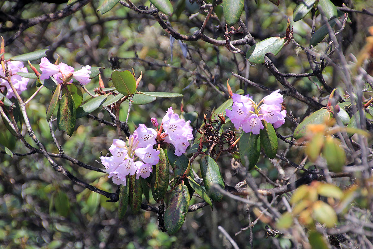 Изображение особи род Rhododendron.