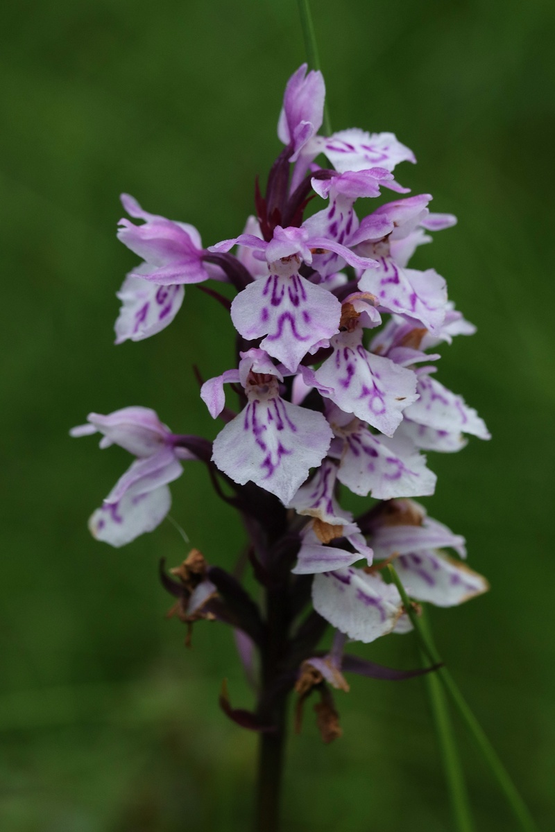 Image of Dactylorhiza psychrophila specimen.