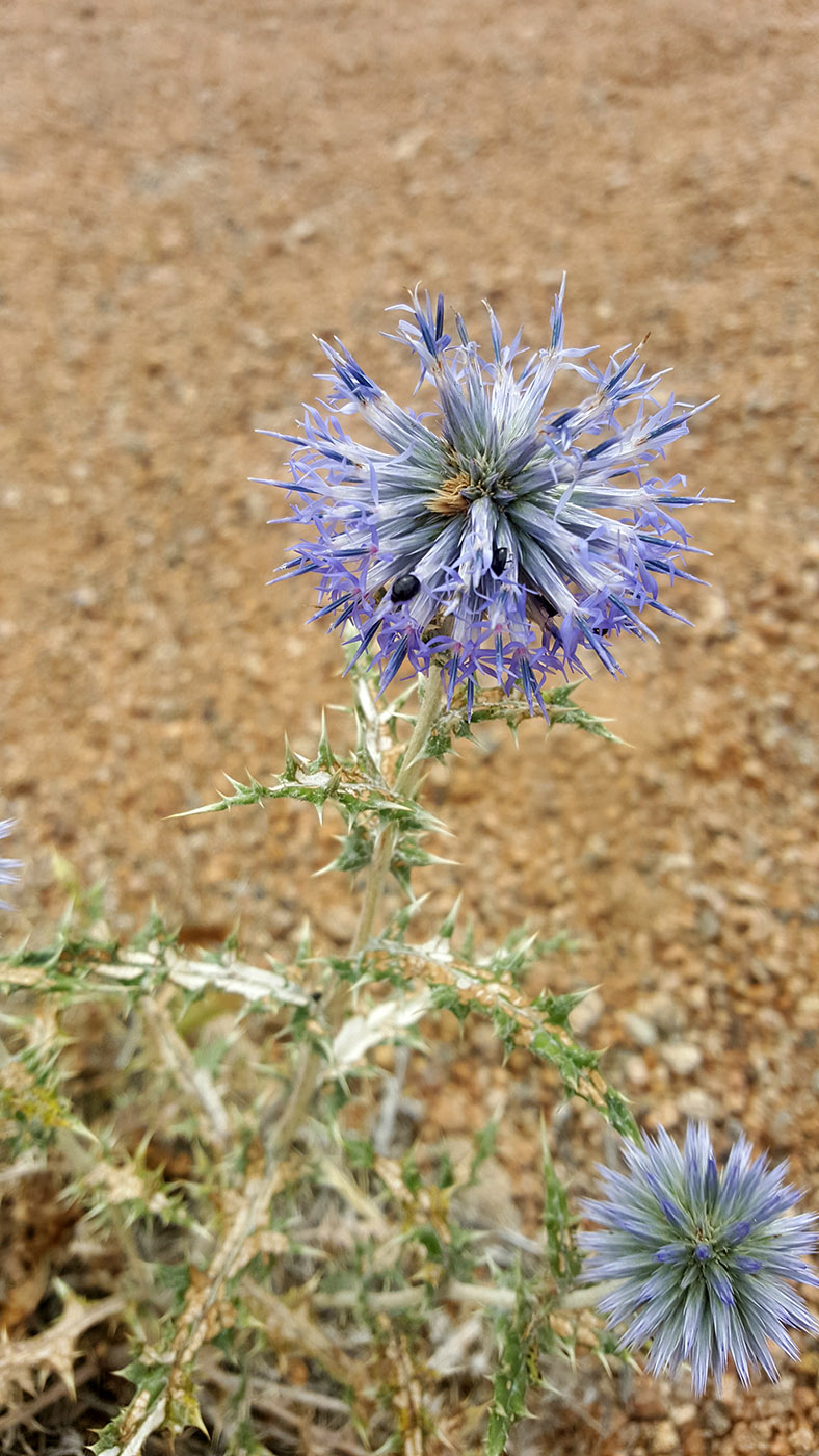Image of Echinops przewalskyi specimen.