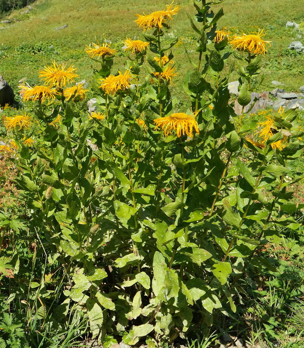 Image of Inula orientalis specimen.