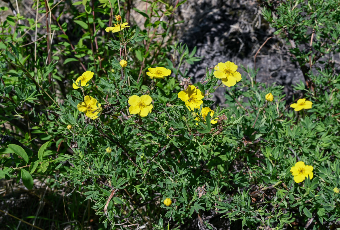 Image of Dasiphora fruticosa specimen.