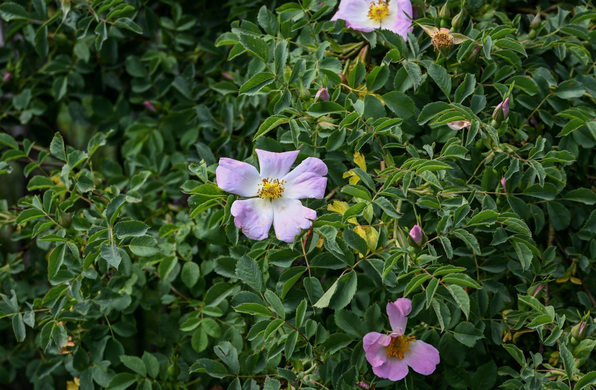 Изображение особи Rosa oxyodon.