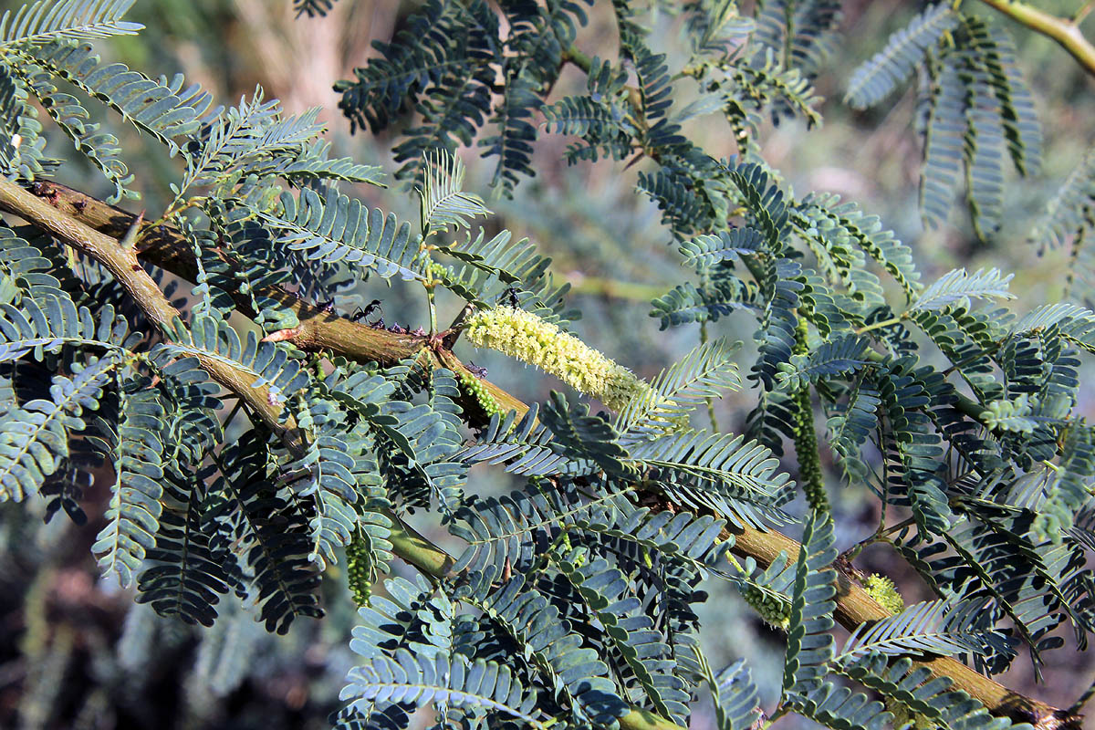 Изображение особи Prosopis pallida.