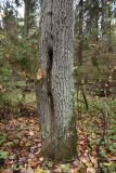 Quercus robur. Нижняя часть ствола, поросшего лишайниками. Калужская обл., Боровский р-н, окр. дер. Чёлохово, смешанный лес. 20 октября 2022 г.