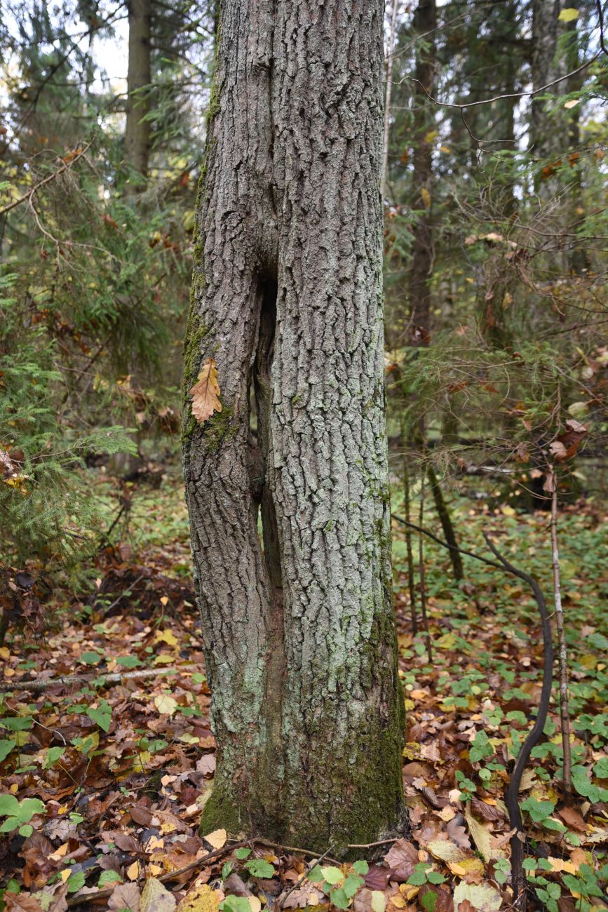 Изображение особи Quercus robur.