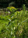 Senecio nemorensis