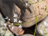 Galium palustre. Часть побега с соцветием. Карелия, восточный берег оз. Топозеро, губа Нильмагуба, галечный пляж. 24.07.2021.