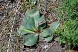 Goniolimon speciosum